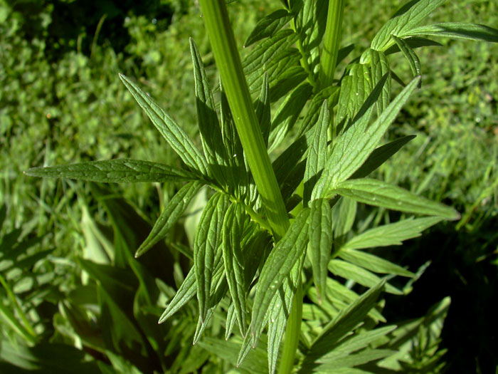 dai Monti della Laga - Valeriana officinalis